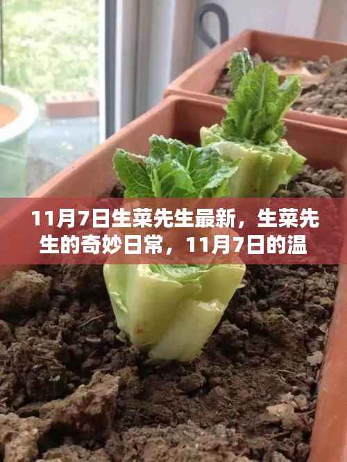 生菜先生11月7日的奇妙日常，温馨篇章新篇开启