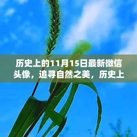 历史上的11月15日微信头像之旅,追寻自然之美的心动之旅