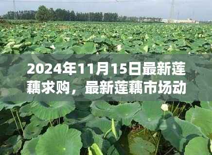 探寻最新莲藕市场动态,2024年莲藕求购热潮揭秘
