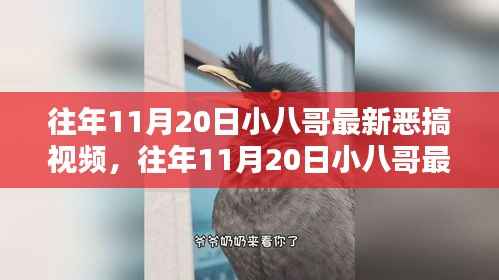 往年11月20日小八哥恶搞视频回顾与深度解析,精彩瞬间不容错过