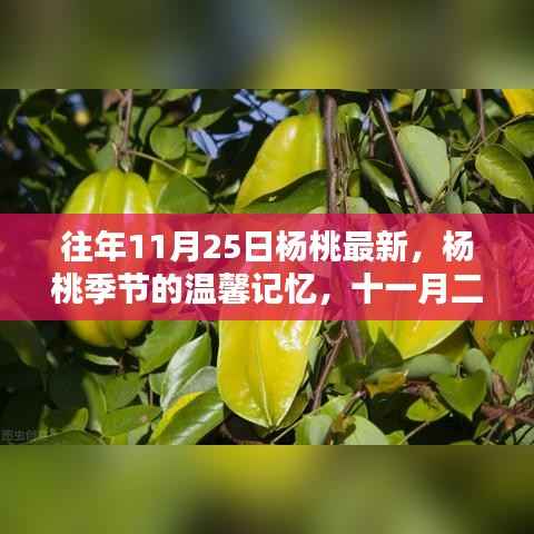 往年11月25日杨桃最新,杨桃季节的温馨记忆,十一月二十五日的果实与友情
