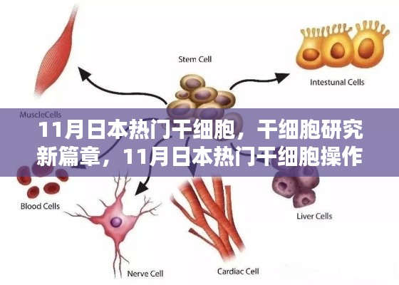 11月日本热门干细胞研究新篇章与操作指南,从初学者到进阶用户的必备指南
