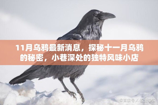 探秘十一月乌鸦的秘密,小巷深处的独特风味小店最新消息