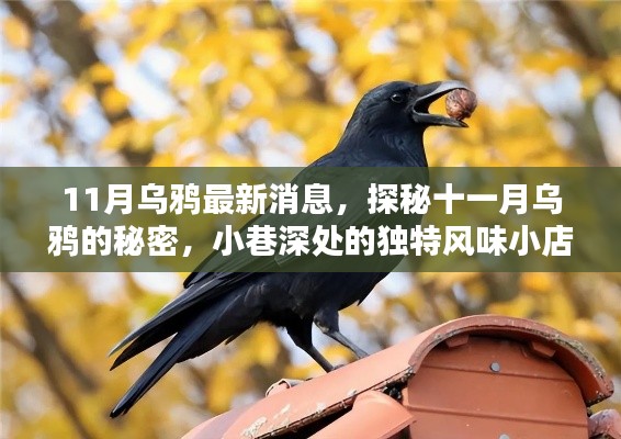 探秘十一月乌鸦的秘密,小巷深处的独特风味小店最新消息