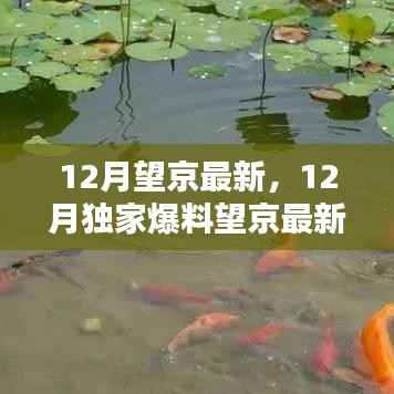 揭秘十二月望京最新热门资讯,独家爆料与不可不知的动态