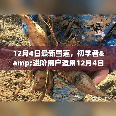 初学者与进阶用户适用的雪莲种植步骤详解(最新更新)