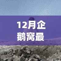 12月企鹅窝最新版，企鹅窝的温馨日常，12月最新版的故事