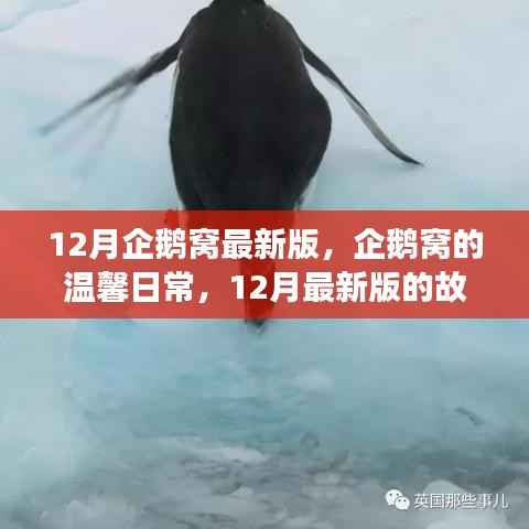 12月企鹅窝最新版,企鹅窝的温馨日常,12月最新版的故事