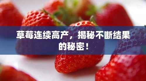 草莓连续高产,揭秘不断结果的秘密!