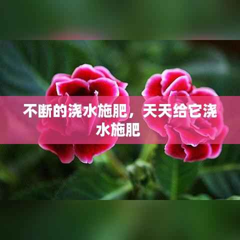 不断的浇水施肥,天天给它浇水施肥