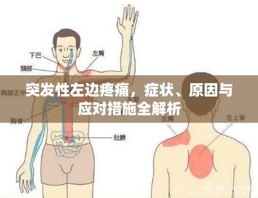 突发性左边疼痛,症状、原因与应对措施全解析