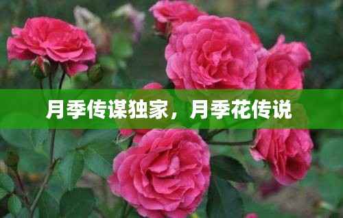 月季传谋独家,月季花传说
