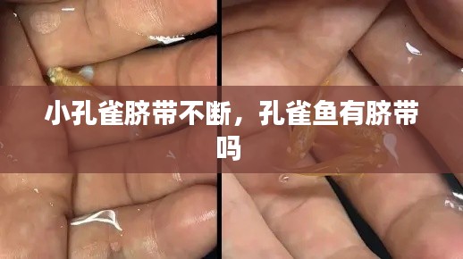 小孔雀脐带不断，孔雀鱼有脐带吗 