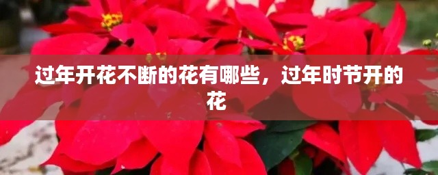 过年开花不断的花有哪些,过年时节开的花