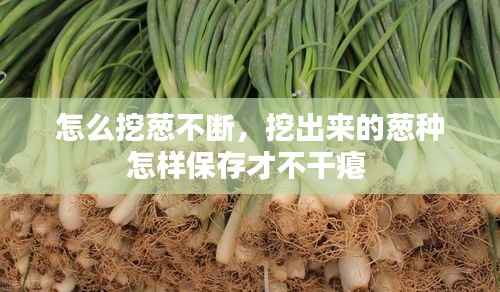 怎么挖葱不断,挖出来的葱种怎样保存才不干瘪