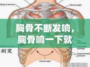 胸骨不断发响,胸骨响一下就不痛了