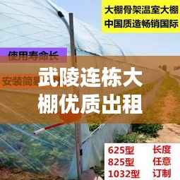 武陵连栋大棚优质出租信息,最新动态一网打尽!