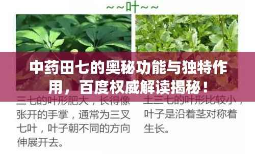中药田七的奥秘功能与独特作用,百度权威解读揭秘!