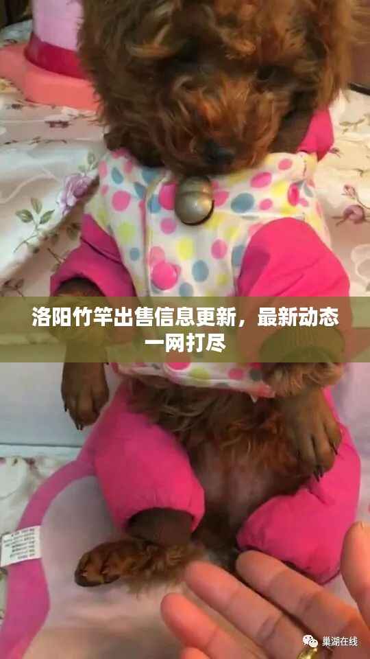 洛阳竹竿出售信息更新,最新动态一网打尽