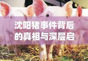 沈阳猪事件背后的真相与深层启示