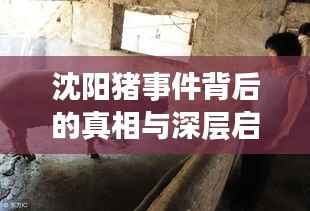 沈阳猪事件背后的真相与深层启示