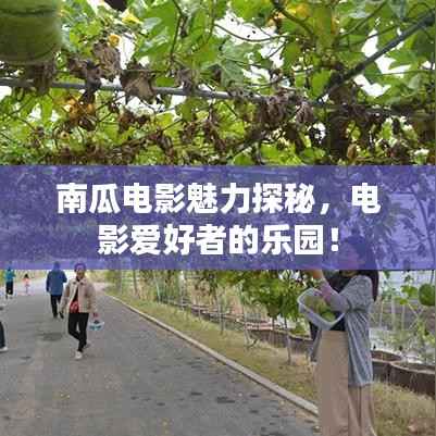 南瓜电影魅力探秘,电影爱好者的乐园!