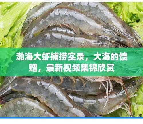 渤海大虾捕捞实录,大海的馈赠,最新视频集锦欣赏