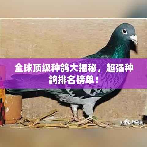 全球顶级种鸽大揭秘,超强种鸽排名榜单!