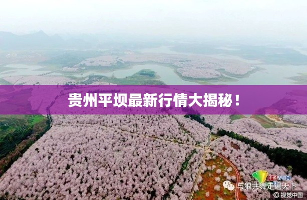 贵州平坝最新行情大揭秘！
