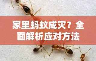 家里蚂蚁成灾？全面解析应对方法与策略！