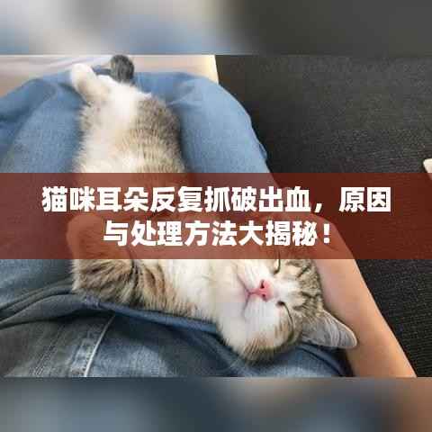 猫咪耳朵反复抓破出血,原因与处理方法大揭秘!