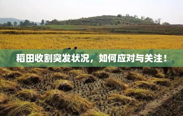 稻田收割突发状况,如何应对与关注!