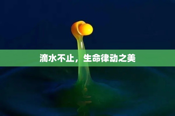 滴水不止,生命律动之美