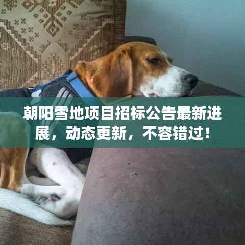 朝阳雪地项目招标公告最新进展,动态更新,不容错过!
