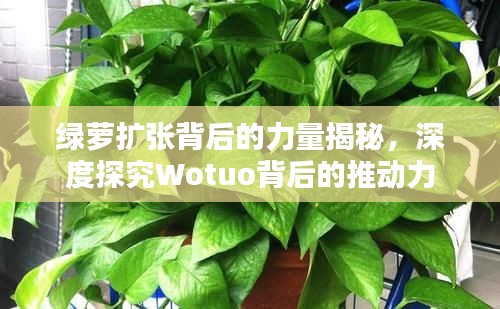 绿萝扩张背后的力量揭秘,深度探究Wotuo背后的推动力