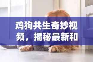 鸡狗共生奇妙视频，揭秘最新和谐共处画面