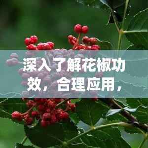 深入了解花椒功效,合理应用,健康生活新选择!